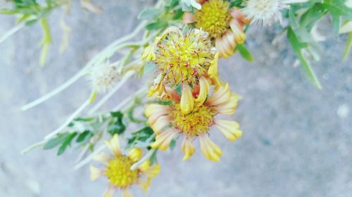 Close-up of fresh white flowers