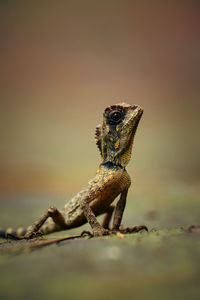 Close-up of lizard