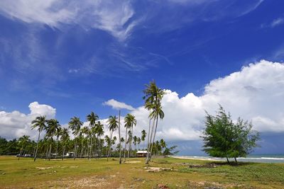 Scenic view of trees on field against sky