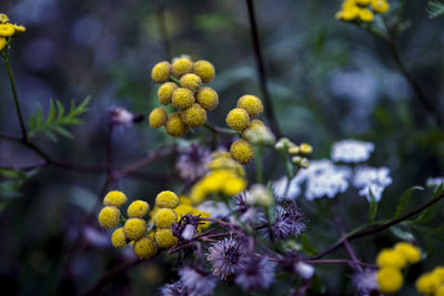 Close-up of yellow flowering plant