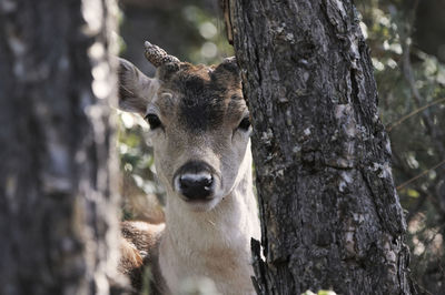 Wild fallow deer with horns standing in forest in between shrubs and trees on sunny day