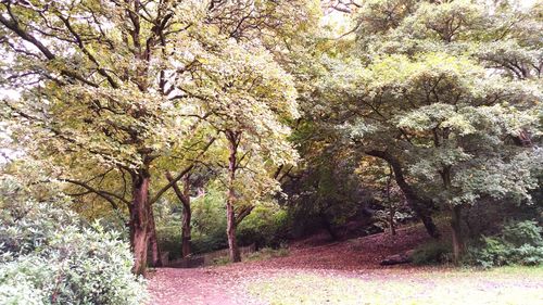 Trees in forest