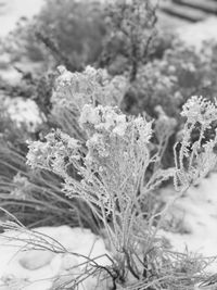 Close-up of frozen plant