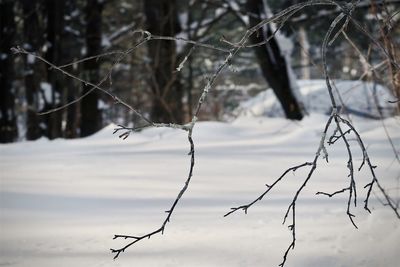 Bare trees on snow covered land