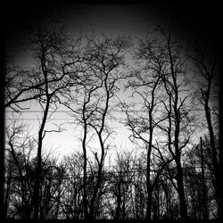 Low angle view of bare trees against sky