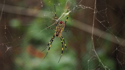 Close-up of spider on web