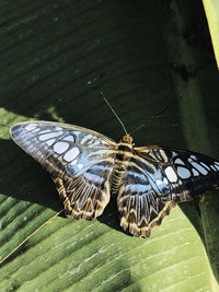 High angle view of butterfly on leaf