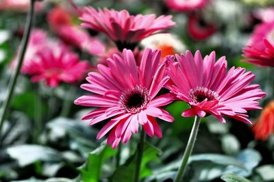 Close-up of bee on pink flowers