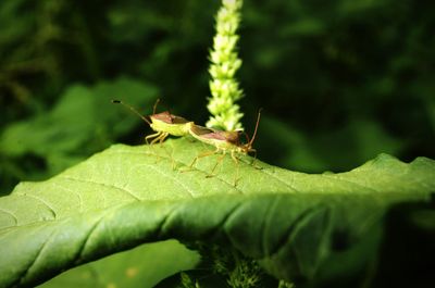 Close-up of grasshopper on leaf