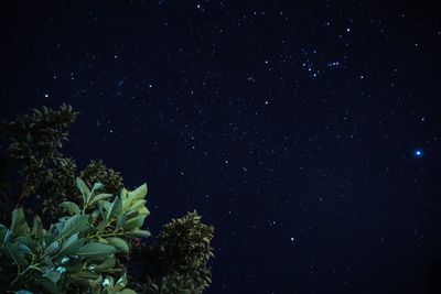 Low angle view of trees against star field at night