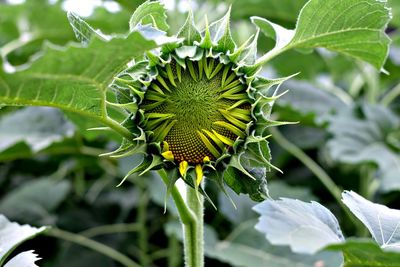 Close-up of sunflower bud growing outdoors