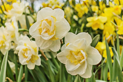 Close-up of yellow daffodil flowers