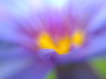 Close-up of purple flower