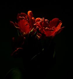 Close-up of red flowers against black background