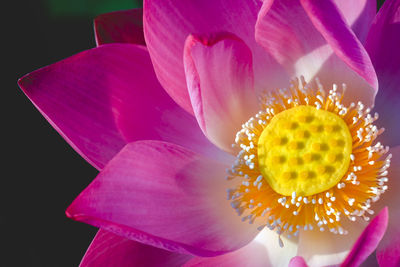 Close-up of pink flower blooming outdoors