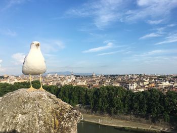 Seagull perching on rock against cityscape