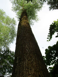 Low angle view of tree trunk against sky