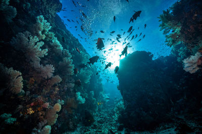 Fish swimming in sea