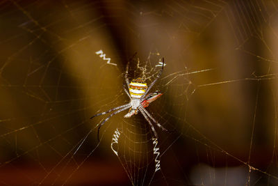 Close-up of spider and web