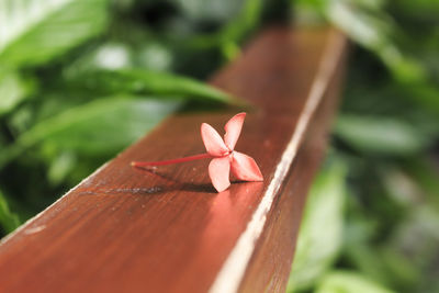 Close-up of red leaves on wood