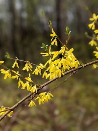 Close-up of yellow leaves on branch