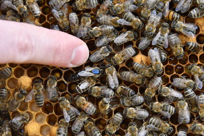 Close-up of bee on hand