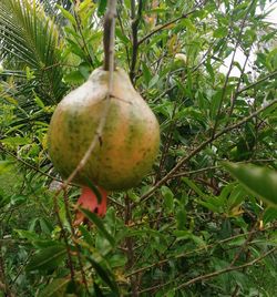 Close-up of fruits on tree