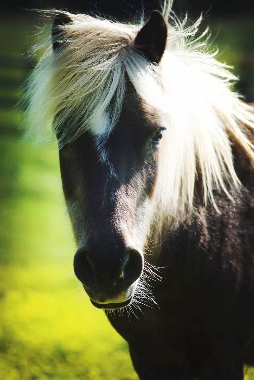 one animal, animal themes, close-up, horse, animal head, domestic animals, mammal, livestock, no people, day, portrait, nature, outdoors, animal eye