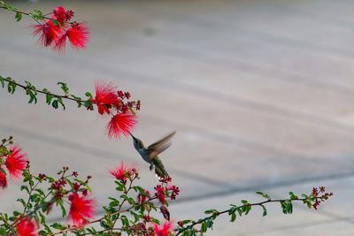 Close-up of hummingbird hovering over calliandra flowers