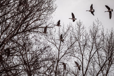 Low angle view of birds flying against the sky