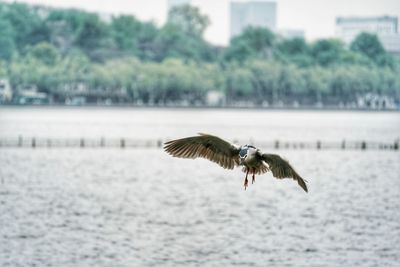 Bird flying over the lake