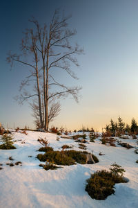 Bare tree by lake against sky during sunset