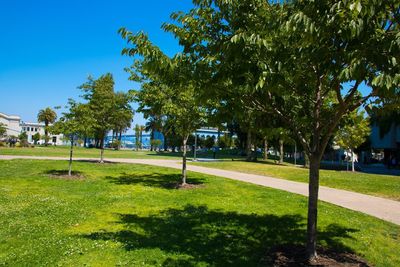 Trees in park against blue sky