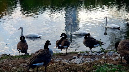 High angle view of birds on lakeshore