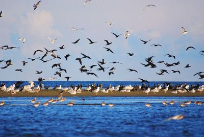 Flock of birds flying over sea