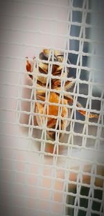 Close-up of birds in cage