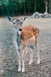 Portrait of deer standing on field