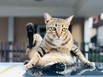 Cat relaxing on car roof