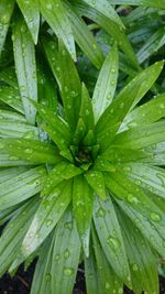 Full frame shot of wet leaves