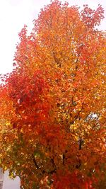 Low angle view of maple tree against sky