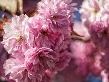 Cherry blossoms 