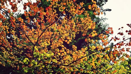 Low angle view of trees