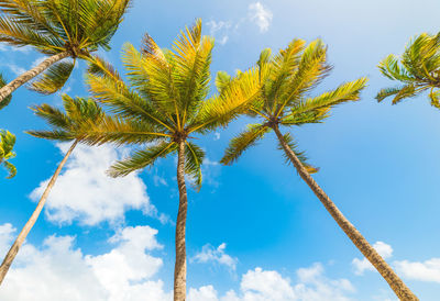 Low angle view of coconut palm tree against blue sky