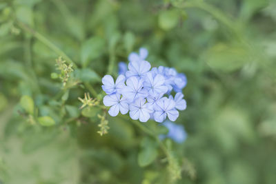 Close-up of purple flowering plant