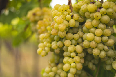 Close-up of grapes growing in vineyard