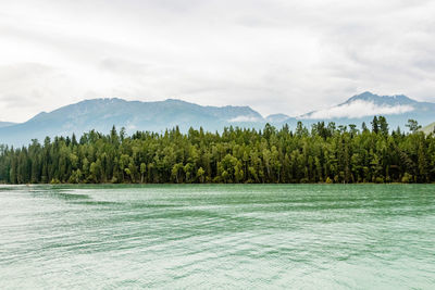 Green lush foliage on shore against mountains