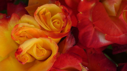 Full frame shot of yellow rose