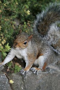 Squirrel on rock