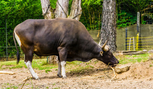 Horse standing in a field