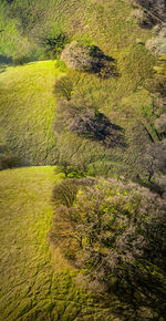 High angle view of trees growing on grassy field